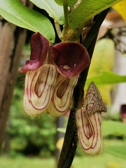 Aristolochia howii