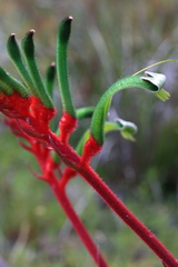 Anigozanthos manglesii