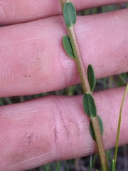 Carphephorus tomentosus