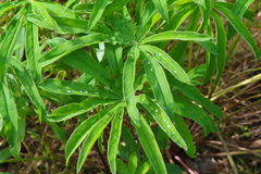 Lupinus polyphyllus