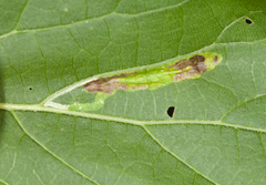 Phyllonorycter celtisella