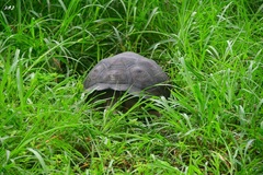 Chelonoidis niger porteri