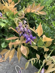 Wisteria