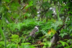 Mimus parvulus