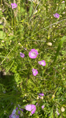 Agalinis tenuifolia