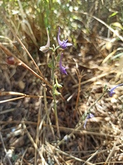 Delphinium peregrinum
