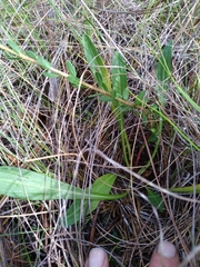 Carphephorus tomentosus