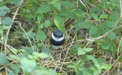 Batis capensis capensis