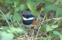 Batis capensis capensis