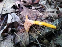 Craterellus ignicolor