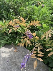 Wisteria