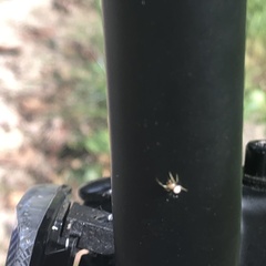 Araniella displicata