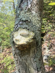 Rigidoporus populinus