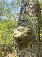 Rigidoporus populinus