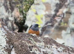 Phoenicurus ochruros phoenicuroides