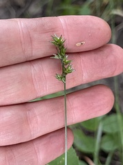 Carex spicata
