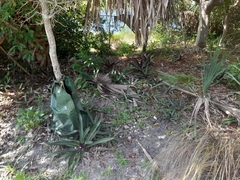 Tradescantia spathacea