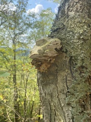 Rigidoporus populinus