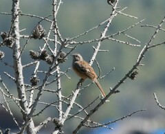 Emberiza godlewskii