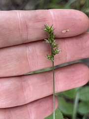 Carex spicata