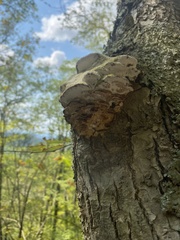Rigidoporus populinus