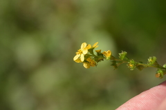 Agrimonia striata