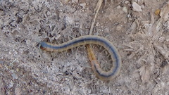 Scolopendridae