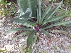 Tradescantia spathacea