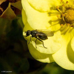 Brachycera