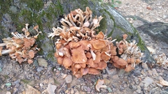 Physalacriaceae