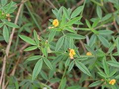 Stylosanthes