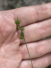 Carex spicata
