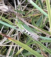 Omocestus viridulus