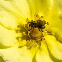 Brachycera