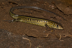 Gerrhosaurus flavigularis