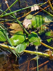 Potamogeton amplifolius