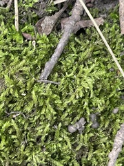 Brachythecium rutabulum