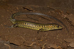 Gerrhosaurus flavigularis