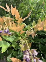 Wisteria