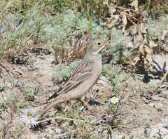 Emberiza hortulana