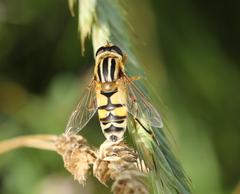 Helophilus trivittatus