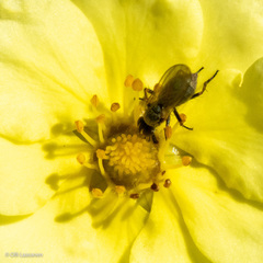 Brachycera
