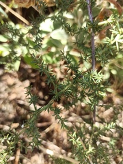 Asparagus acutifolius