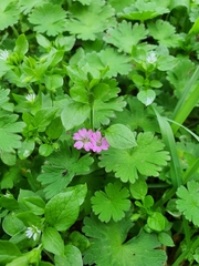 Geranium molle