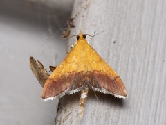 Pyrausta bicoloralis