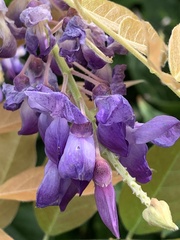 Wisteria