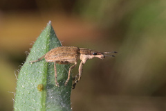 Charagmus gressorius