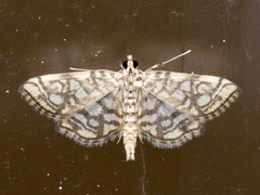 Lygropia rivulalis