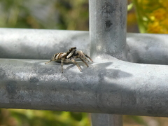 Salticus scenicus