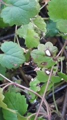 Ramularia glechomatis